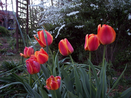 spring has sprung