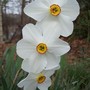 Narcissus poeticus