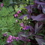 Spring_flowers__5-20-06_070