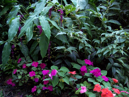shade plants (globba winitii, impatiens,  rainbow leucothoe fontanesiana)