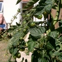 My first tomatoes!