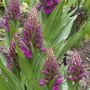 Dactylorhiza