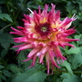 Summer_flowers__8-14-06_084