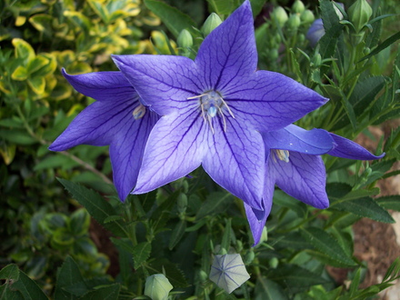 balloon flower  (platycocon)