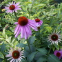 Spring_flowers_6-17-06_065