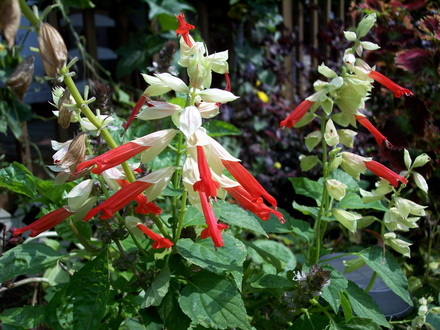 fav.  annual salvia (salvia splendens 'sangria')