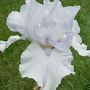 tb iris aspen