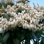 Pieris japonica (Lily of the valley bush)