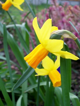 Jetfire (Narcissus cyclamineus (Daffodil))