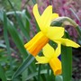 Jetfire (Narcissus cyclamineus (Daffodil))