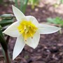 Tulip_3