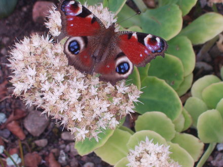 butterfly on sedum