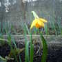 Jetfire (Narcissus cyclamineus (Daffodil))