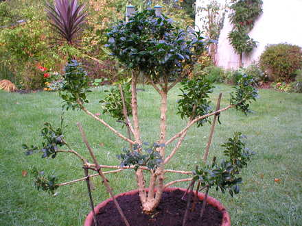 Box Cloud Tree (Buxus sempervirens (Common box))