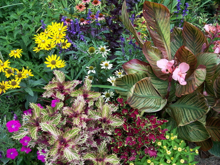 A garden flower photo