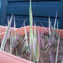 Phalaris arundinacea