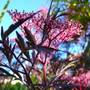 Elder in flower. - Sambucus nigra 'Black lace.' (Sambucus nigra (Common elder))