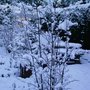 winter garden