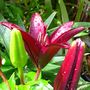 Image014