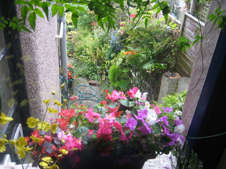 from my window