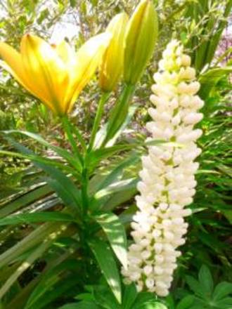 Lupins in the exotic garden