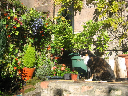 Puss in my back yard