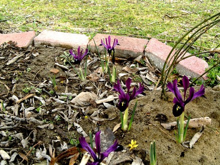 5th March 2008 (Iris reticulata (Iris))