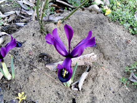 5th March 2008 (Iris reticulata (Iris))