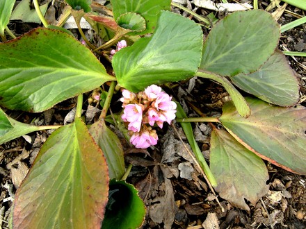 Bergenia cordifolia (Elephants ears) 5th March 2008 (Bergenia cordifolia (Elephant's ears))