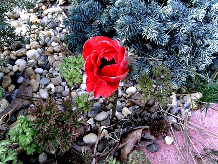 Anemone. 5th March. (Anemone de Caen)