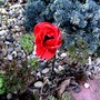 Pict0237
