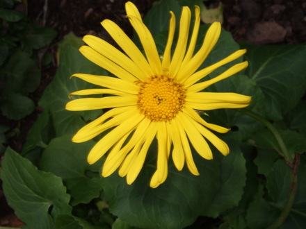 Doronicum flower (Doronicum orientale)