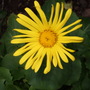 Doronicum_magnificum