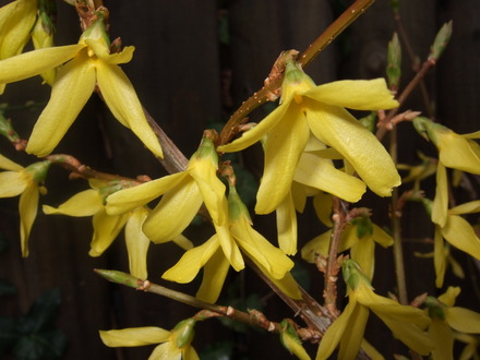 Forsythia flowers (Forsythia x intermedia variegata)