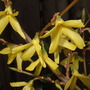 Forsythia x intermedia