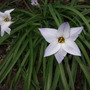 Ipheion_uniflorum_1