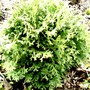 Another conifer ID?
