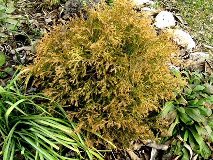 Thuja occidentalis Rheingold (Thuja occidentalis Rheingold)