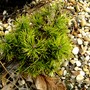 Pinus mugo (Pinus mugo (Dwarf Mountain Pine))
