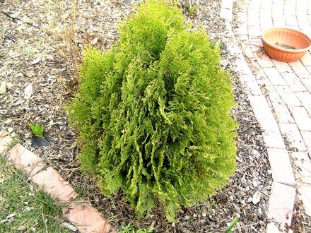Thuja orientalis aurea nana (Thuja orientalis nana)