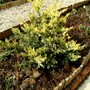 Juniper sqamata (Juniperus squamata)
