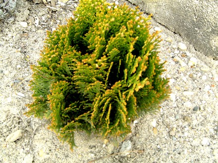 Thuja orientalis nana (Thuja orientalis nana)