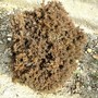 Conifer????