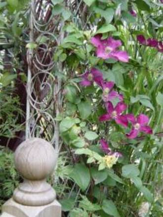 Clematis Madame Edouard Andre (clematis)
