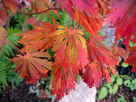 Acer japonicum 'Kujaku nishiki'