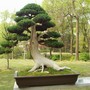 Bonsai_in_hotel_garden