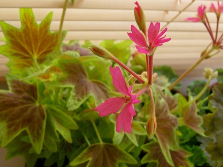 Geranium cuttings from last summer (Pelargonium)