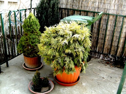 Thuja Golden globe (Thuja occidentalis (White cedar))