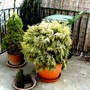 Pict0241