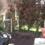 Freshly_restored_conifer_bed_shenstone_03